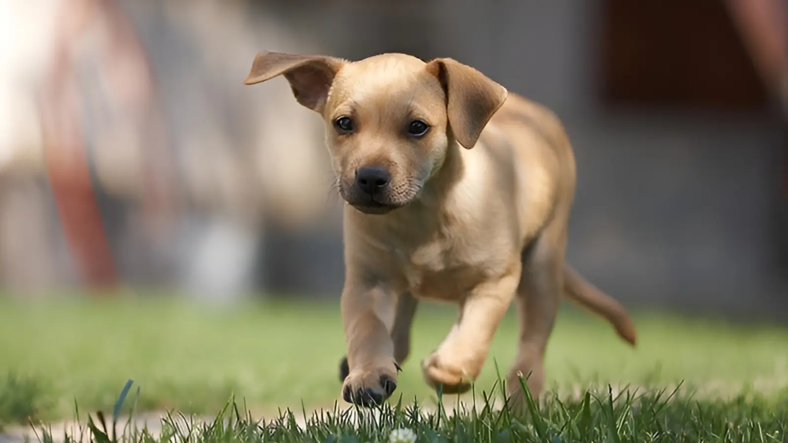 Is a Pet-Friendly Gated Community Worth the Premium? Understanding Lodha Sadahalli's Pet Park